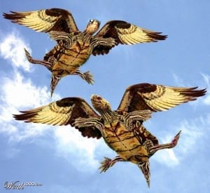 Flying-turtles
