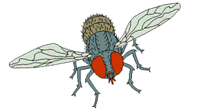 mosca-imagen-animada-0039