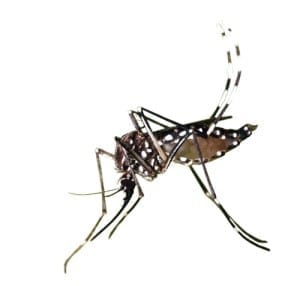 10973054-dengue-mosquito