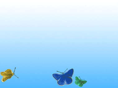 butterfly_17