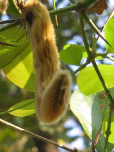 A mucuna, a origem do pó-de-mico