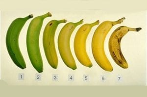 Banana-verde-ou-madura-500x330-500x330