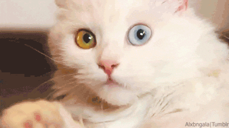 Angora-Ojos-Dos-Colores-70284
