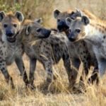 banquete de hienas