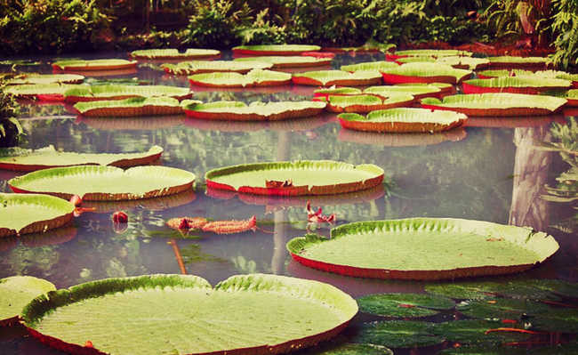 AMAZÔNIA