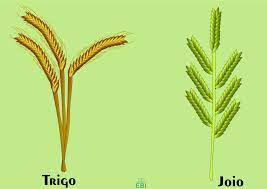 joio trigo