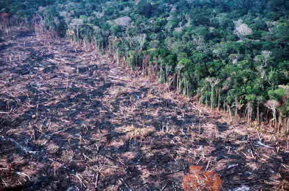 Amazônia à venda