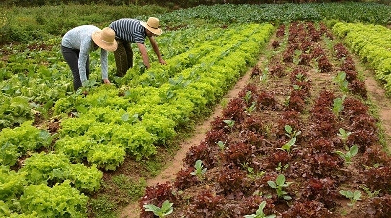 NOVO MODELO AGRICULTURA FAMILAIR