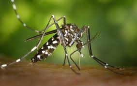 DENGUE Aedes aegypti