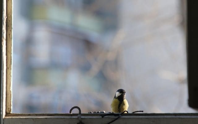 passarinho na janela