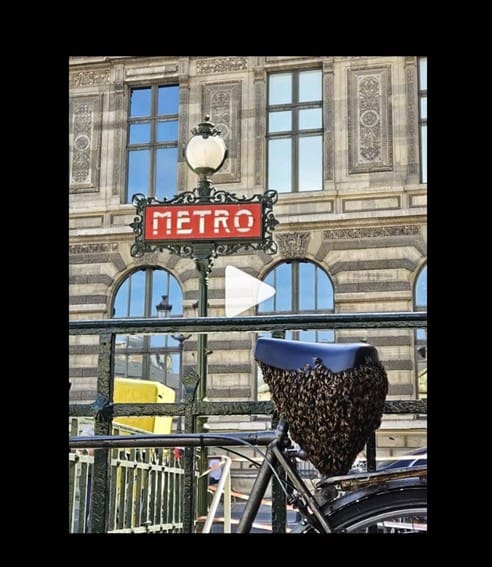 abelhas de bicicleta