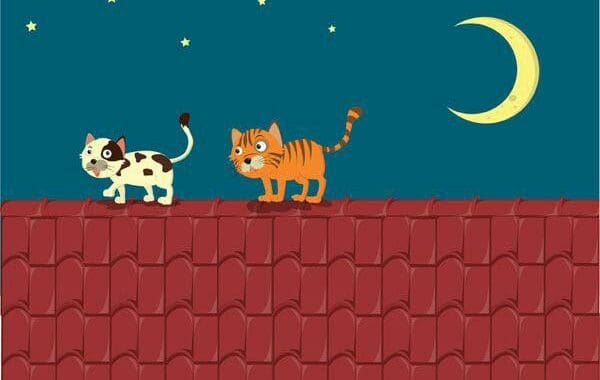 GATOS TELHADO BRASIL