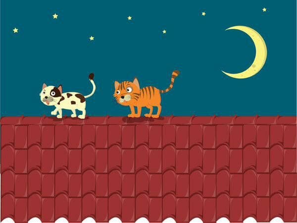 GATOS TELHADO BRASIL