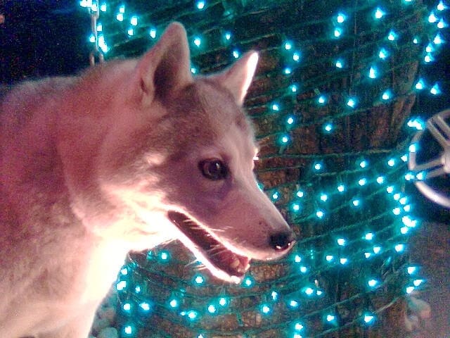 animaizinhos